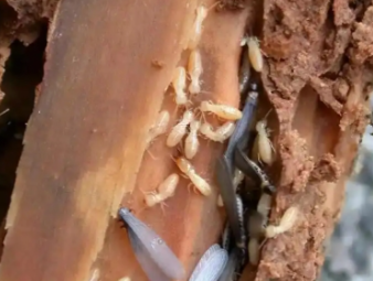 隆昌白蚁防治公司分享新房入住防虫攻略，提前布局远离白蚁隐患